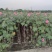 2311苗圃供应重瓣木芙蓉花丛生美植袋苗落叶花灌