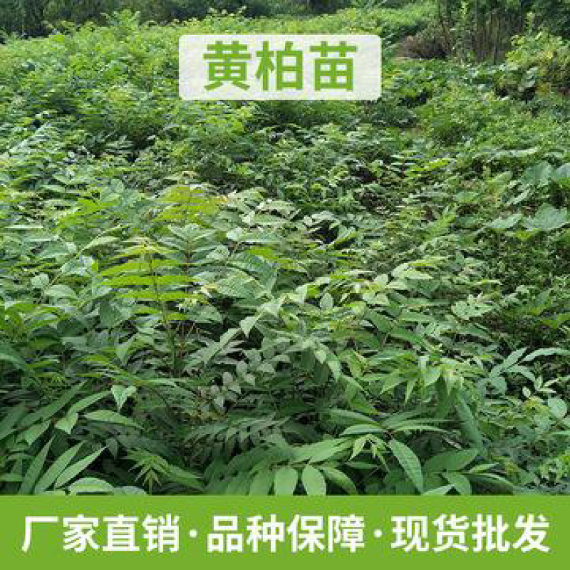 黄柏苗