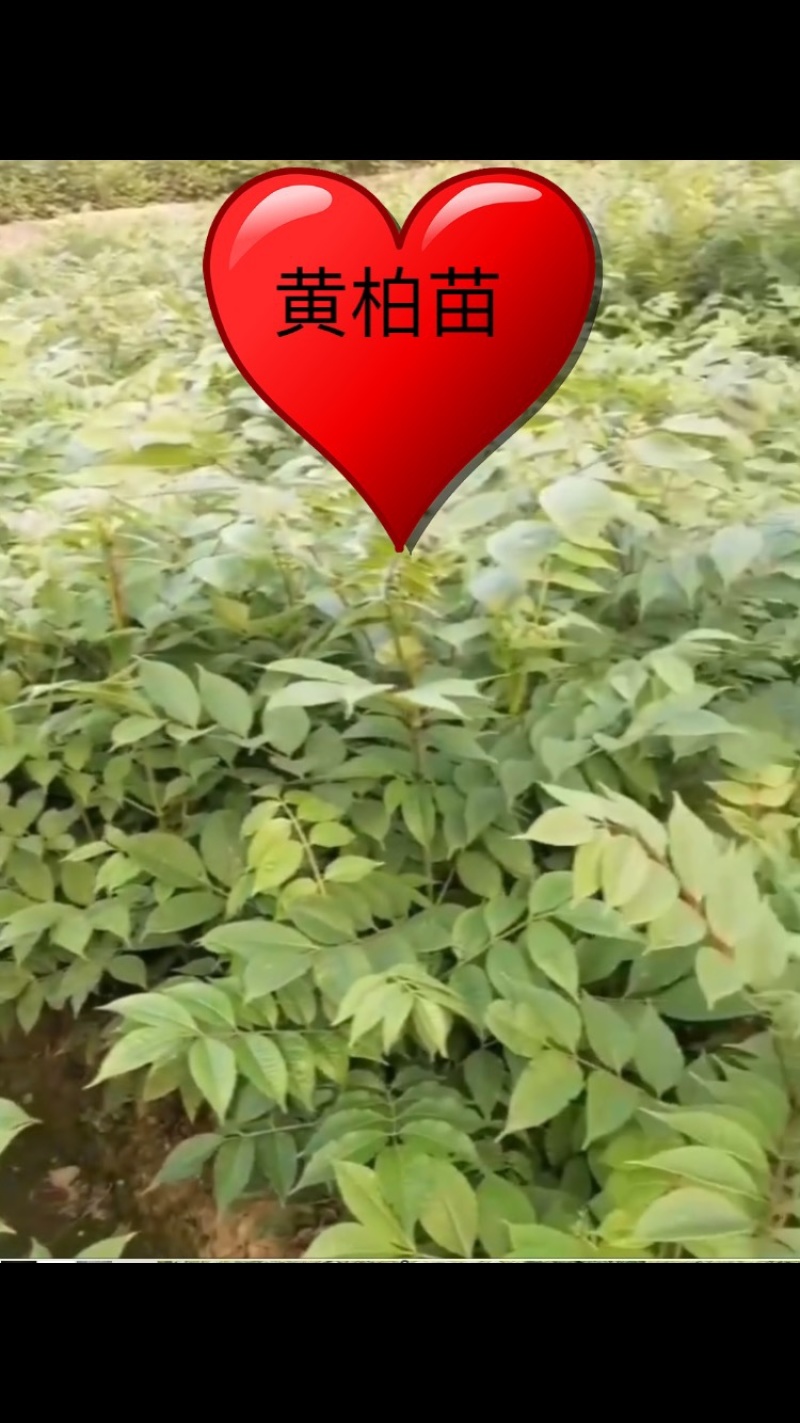 黄柏苗
