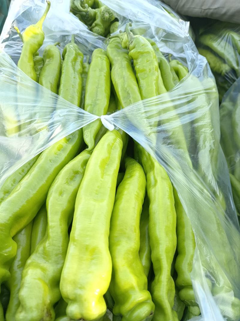 辣椒量大供应质优价廉欢迎各位客商光临