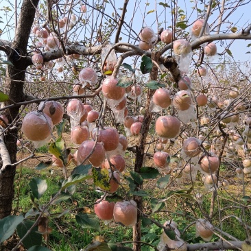 出售膜袋富士苹果