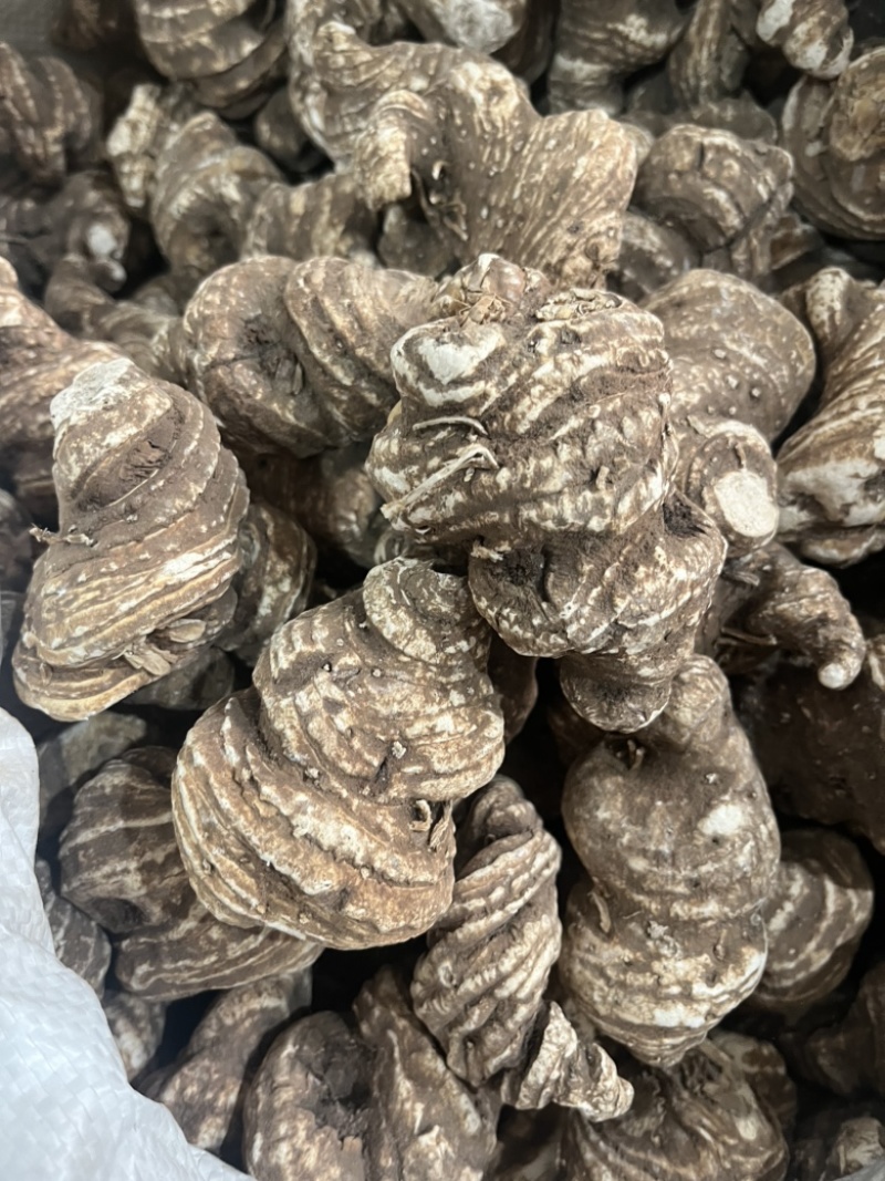 重楼华重楼。七叶一枝花重楼质量有保证量大从优。