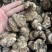 重楼华重楼。七叶一枝花重楼质量有保证量大从优。