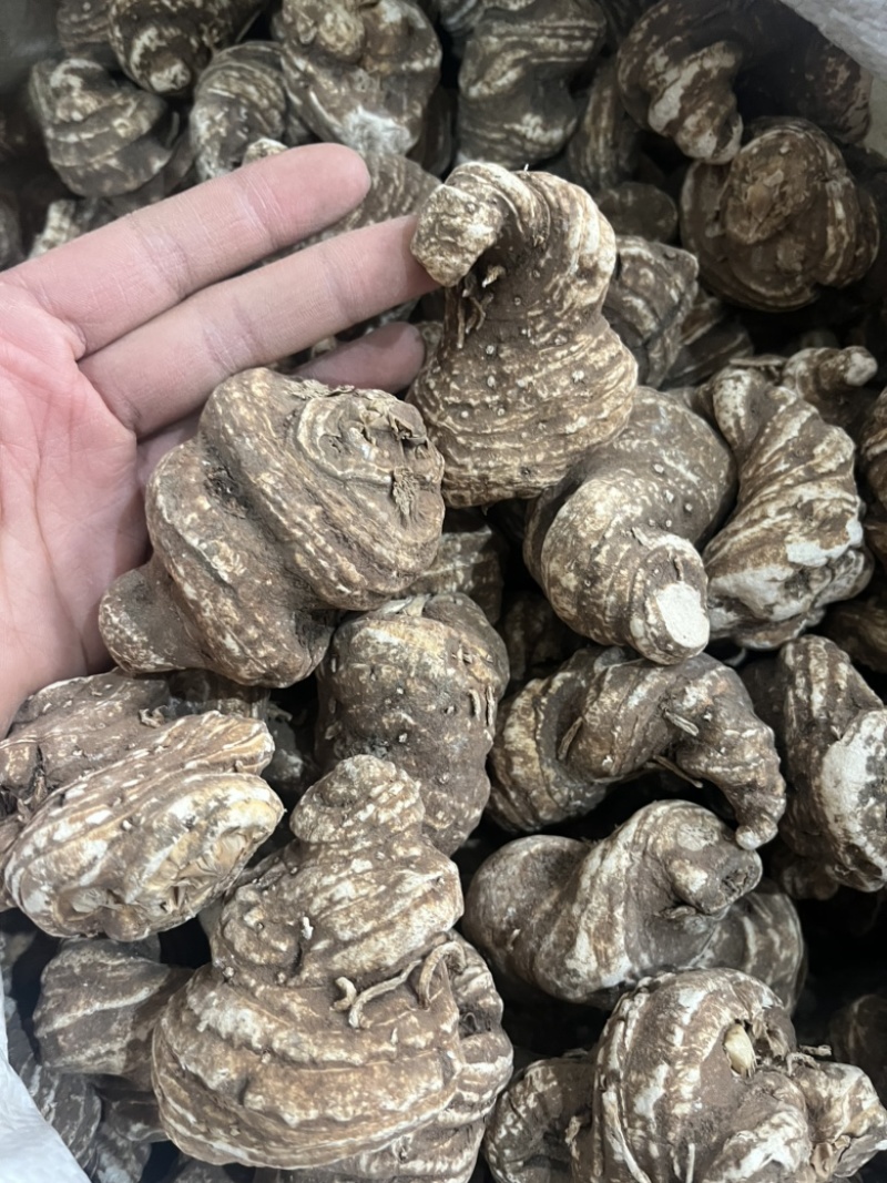 重楼华重楼。七叶一枝花重楼质量有保证量大从优。