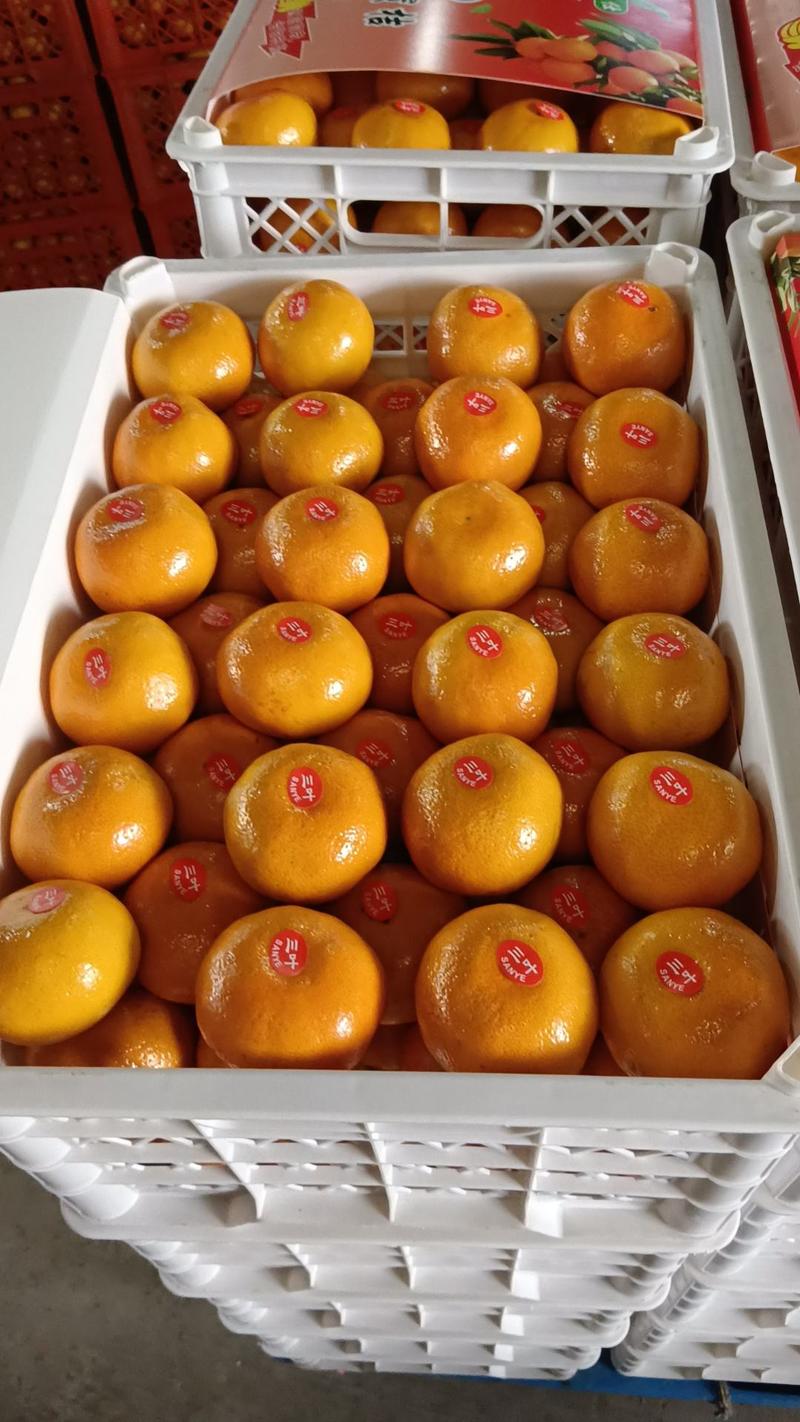 涌泉蜜橘