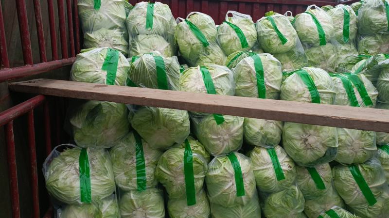 【圆包菜】四川产地直发质量保证一手货源对接商超市场