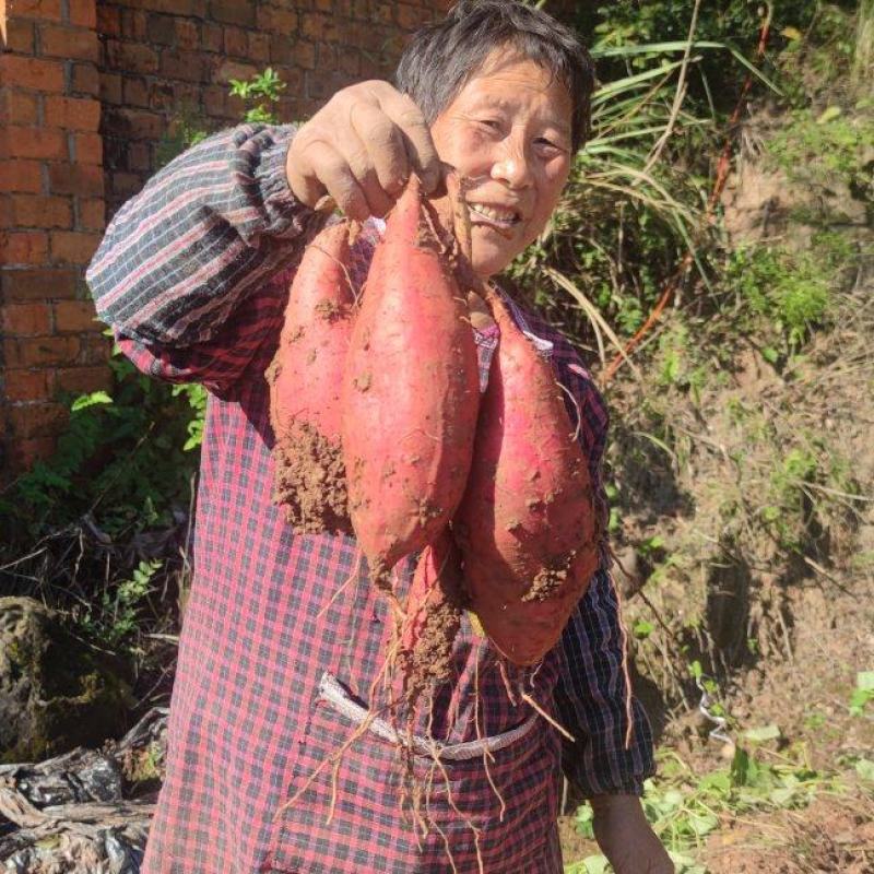 精品正宗烟薯25产地发货质量保证供超市欢迎咨询