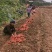 精品正宗烟薯25产地发货质量保证供超市欢迎咨询
