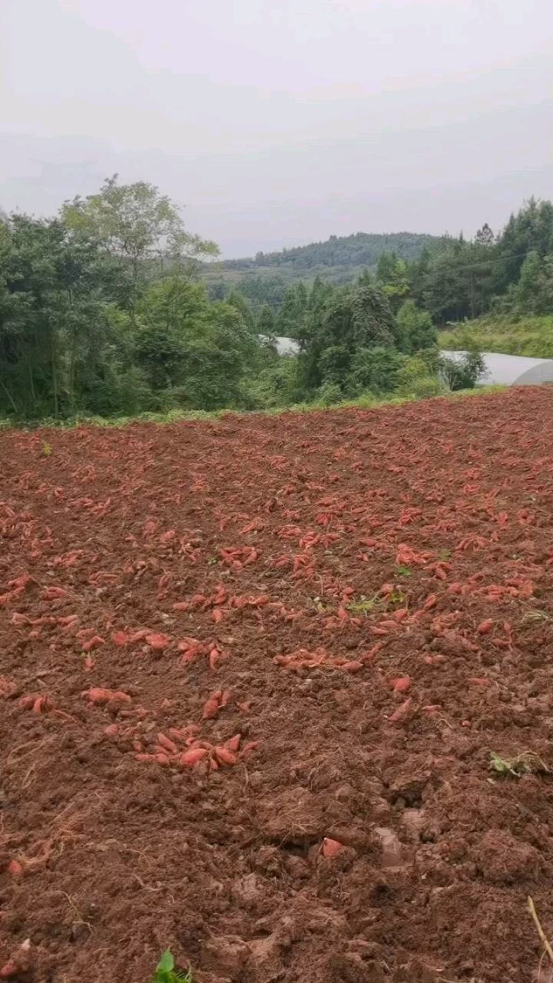 精品正宗烟薯25产地发货质量保证供超市欢迎咨询
