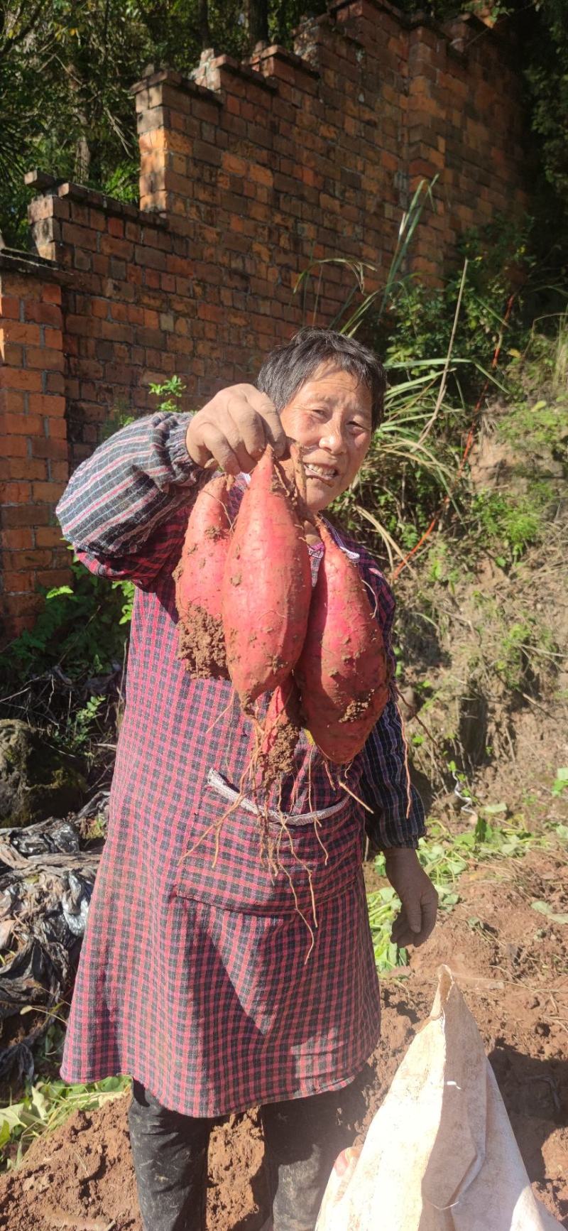 精品正宗烟薯25产地发货质量保证供超市欢迎咨询