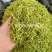 金银花山银花青花选货量大从优一手货源关书药业