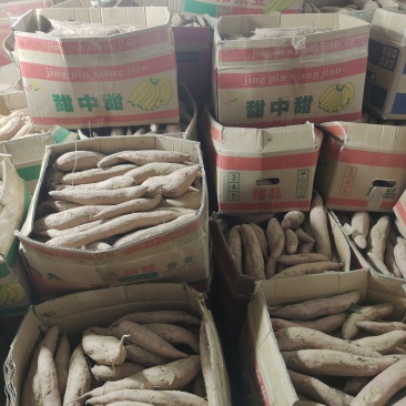 威海丘陵山地，烟薯25哈密冰糖心