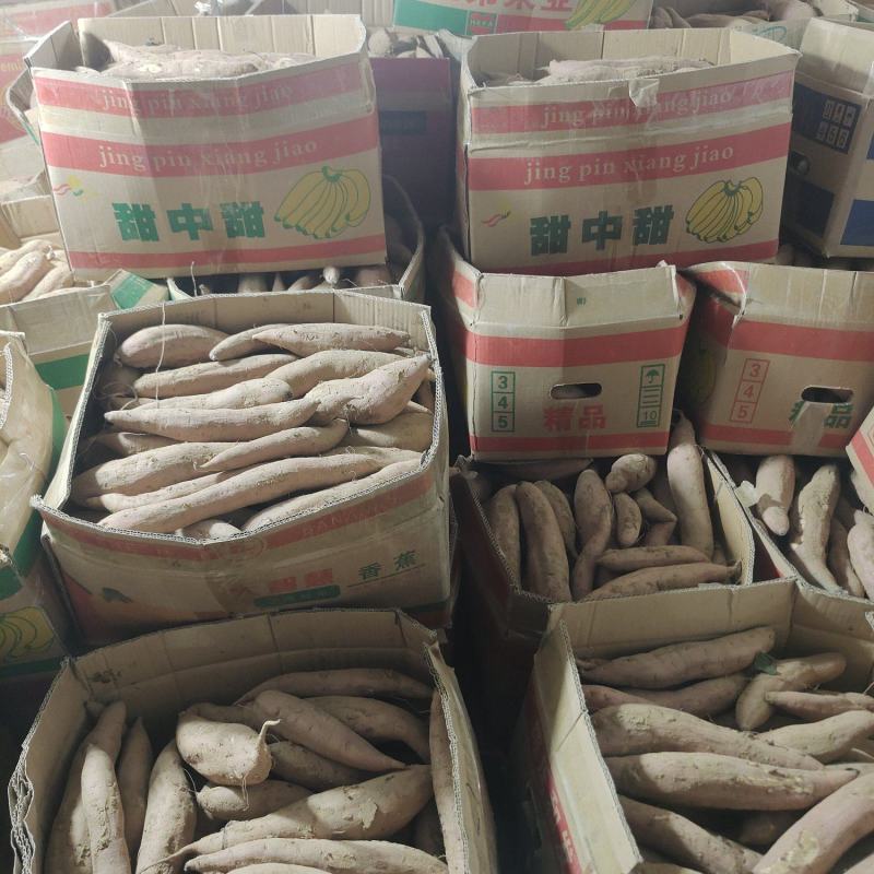 威海丘陵山地，烟薯25哈密冰糖心