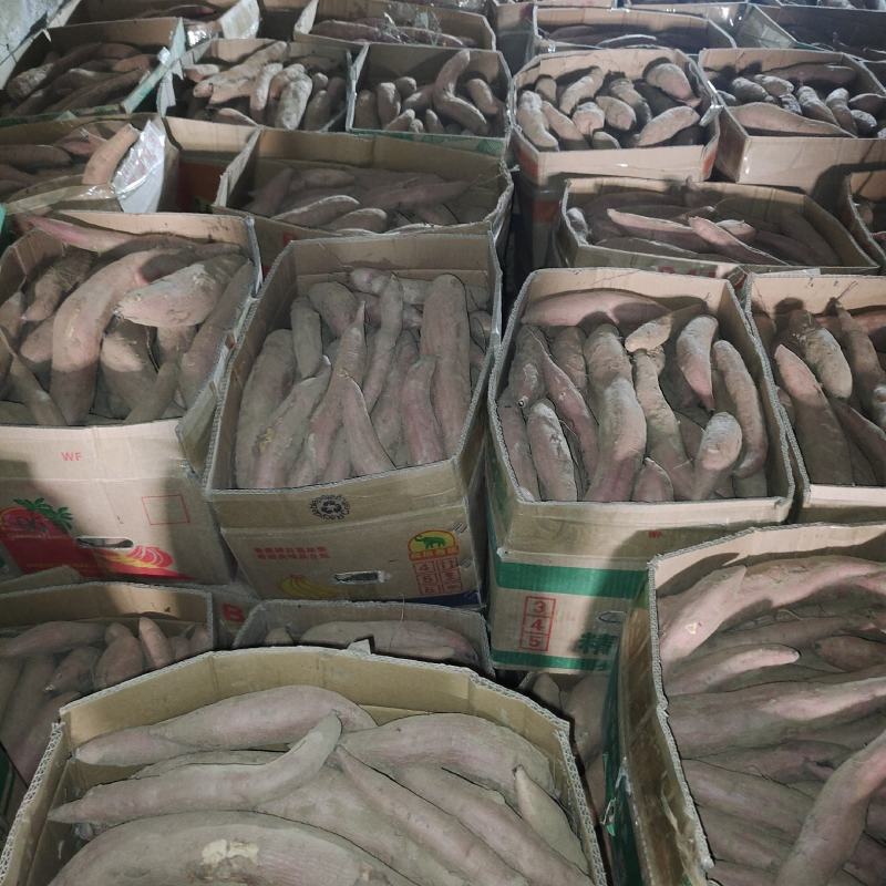 威海丘陵山地，烟薯25哈密冰糖心