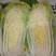 大白菜新北京三号大白菜，大量有货货源充足欢迎各位老板联系