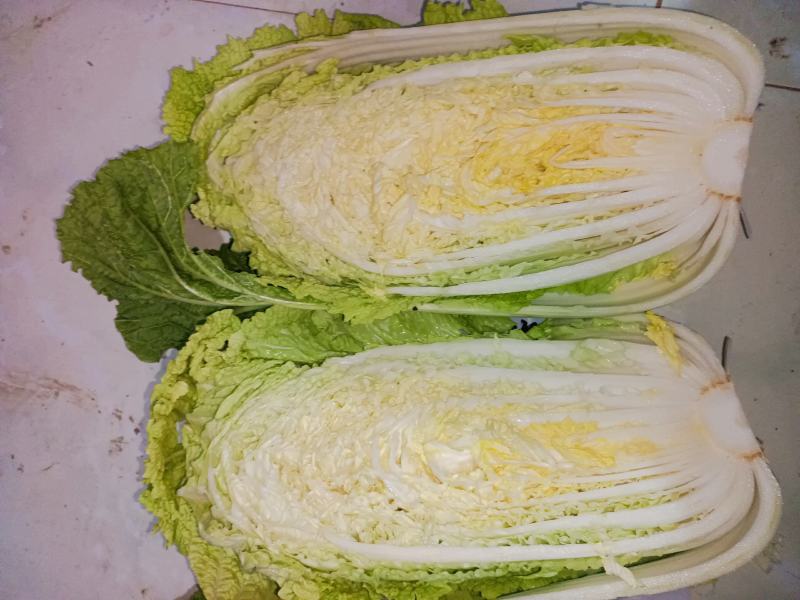 大白菜新北京三号大白菜，大量有货货源充足欢迎各位老板联系