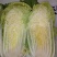 大白菜新北京三号大白菜，大量有货货源充足欢迎各位老板联系