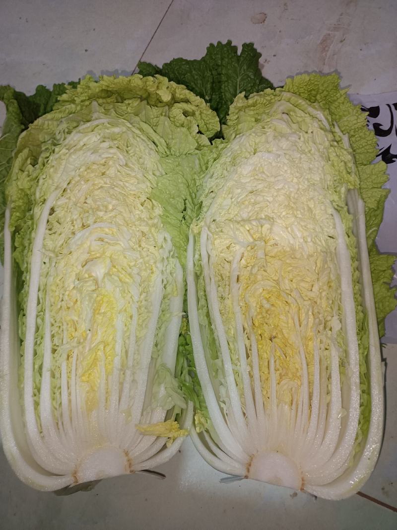 大白菜新北京三号大白菜，大量有货货源充足欢迎各位老板联系