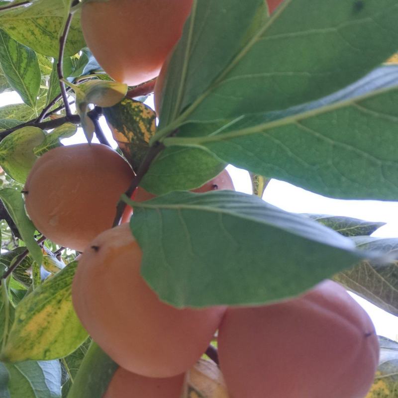 青州霜降吊饼