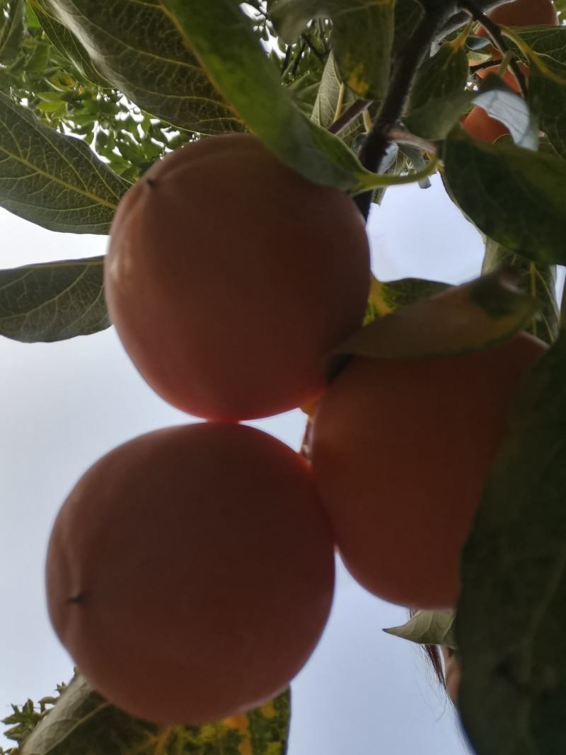 青州霜降吊饼