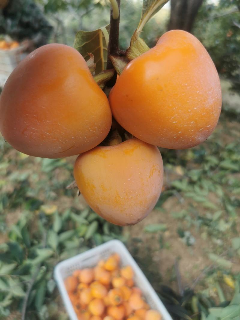 青州霜降吊饼