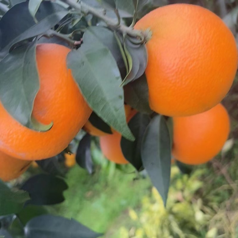 蒲江爱媛耙耙柑基地直供