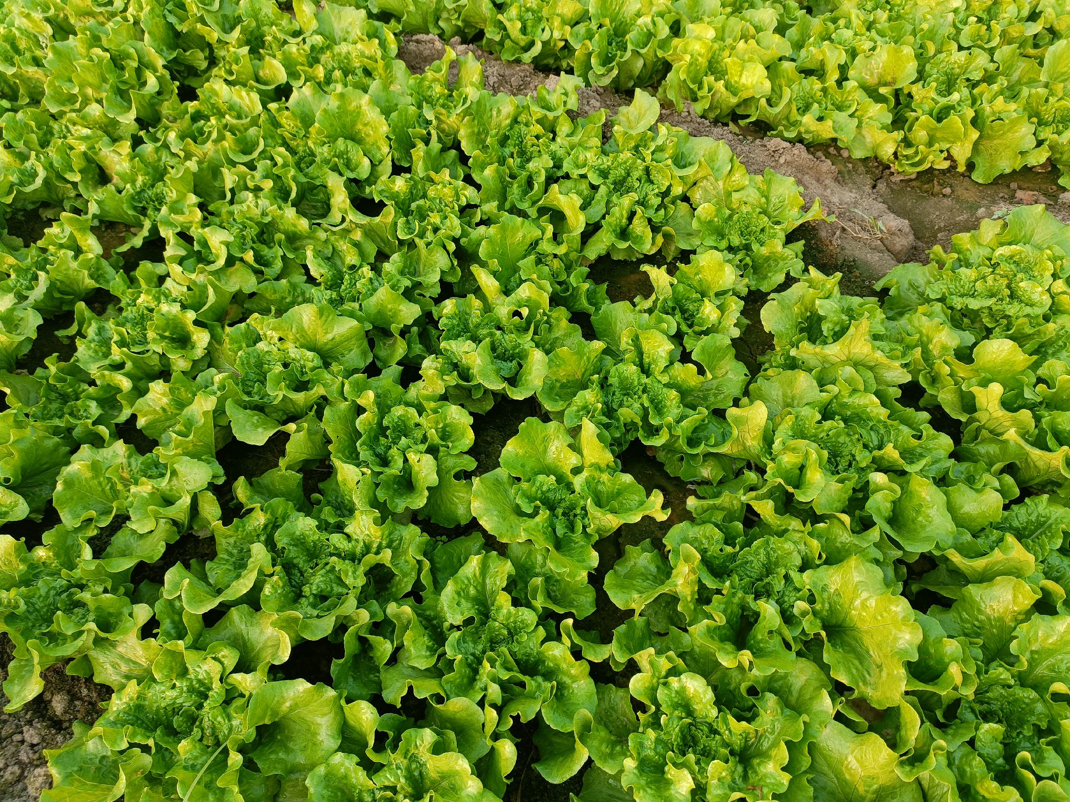 厨房操作台上摆放大小两种生菜对比图