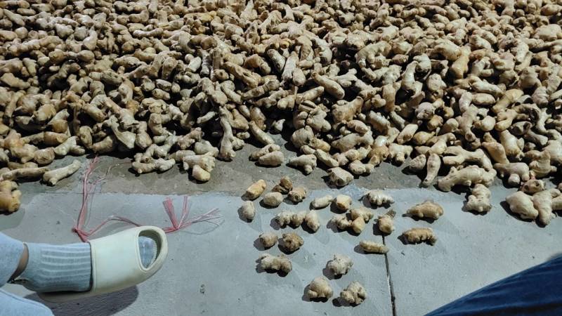 福建南靖老黄姜精品大黄姜风干姜电商市场全国代发