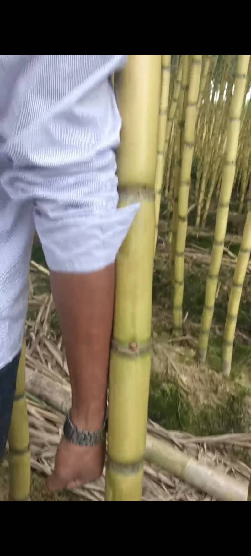 云南黄金甘蔗，水果甘蔗，水果，甘蔗，黄皮甘蔗