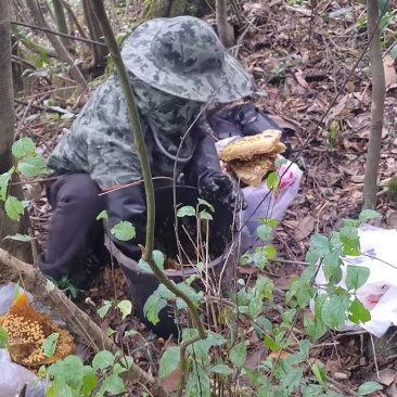 贵州深山野蜂蜜