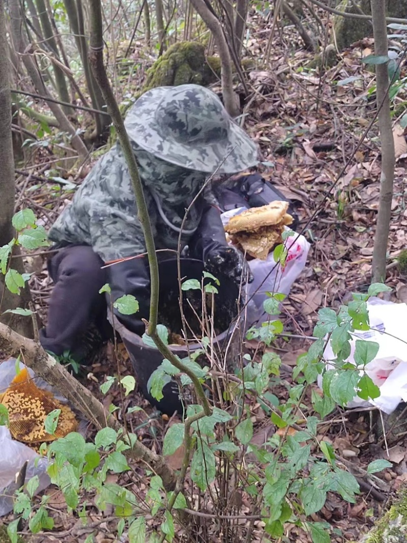 贵州深山野蜂蜜