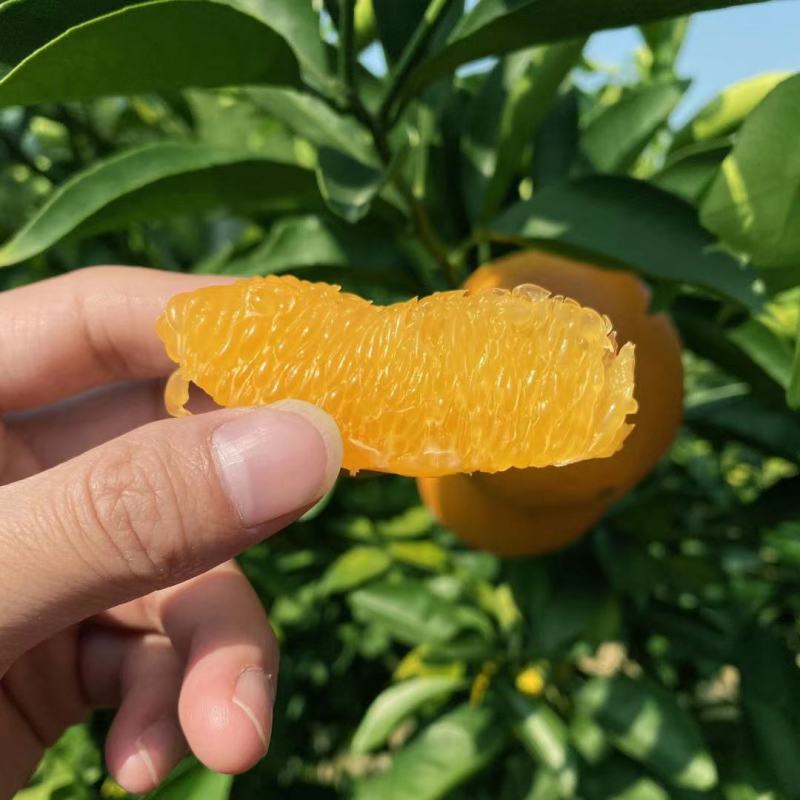精品赣南脐橙规格齐全，价格优质欢迎老板咨询