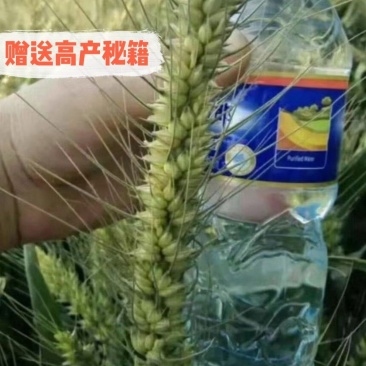 超大穂小麦种子，穗粒数130—150；连亩产两千三百多斤