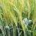 超大穂小麦种子，穗粒数130—150；连亩产两千三百多斤