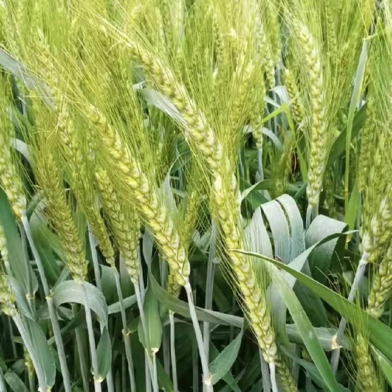 超大穂小麦种子，穗粒数130—150；连亩产两千三百多斤