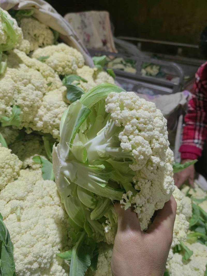 【菜花】千亩花菜基地花椰菜有机花菜新鲜现采～量大质优电联