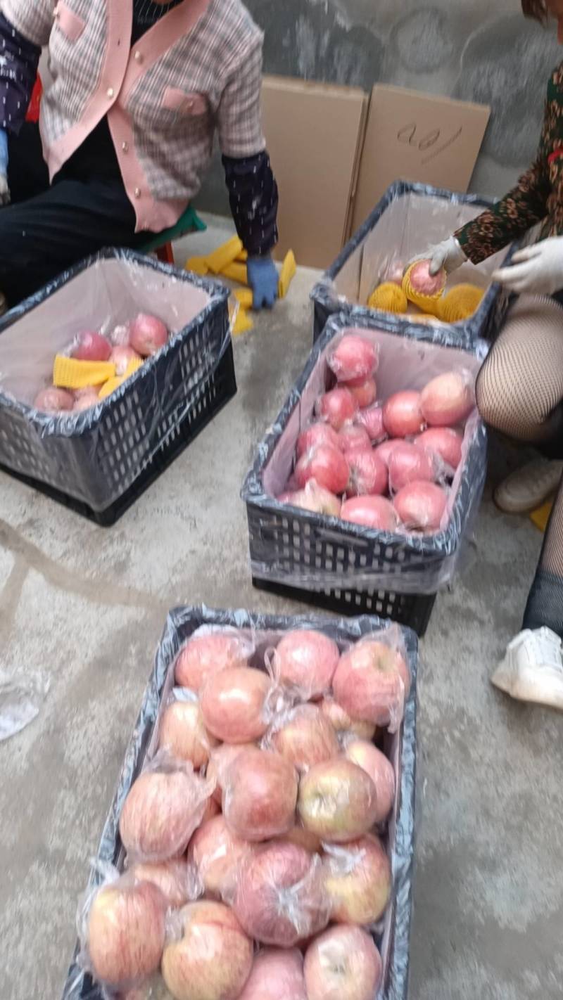 纸加膜红富士看货论价