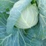 甘蓝菜牛心菜有机花菜和西兰花