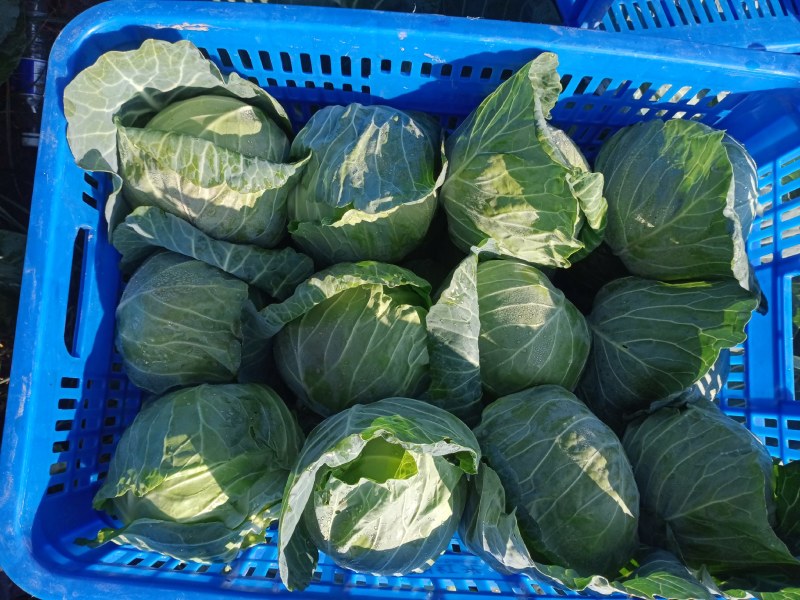 甘蓝菜牛心菜有机花菜和西兰花