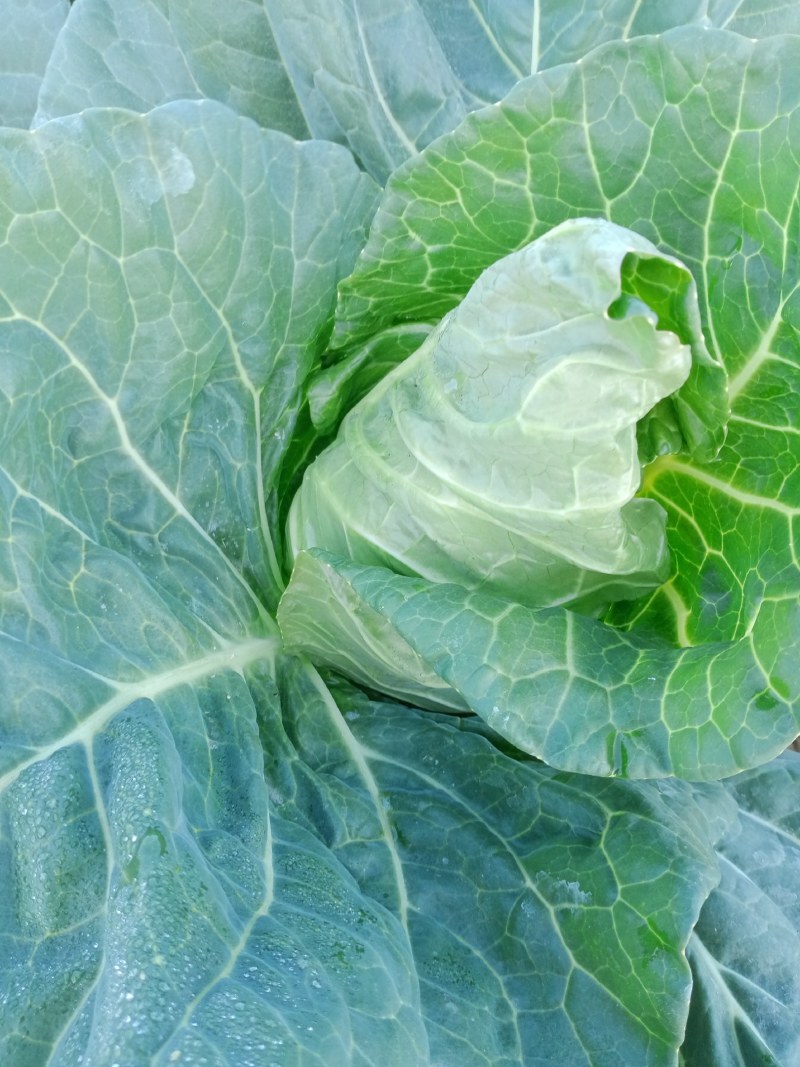 甘蓝菜牛心菜有机花菜和西兰花