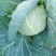 甘蓝菜牛心菜有机花菜和西兰花