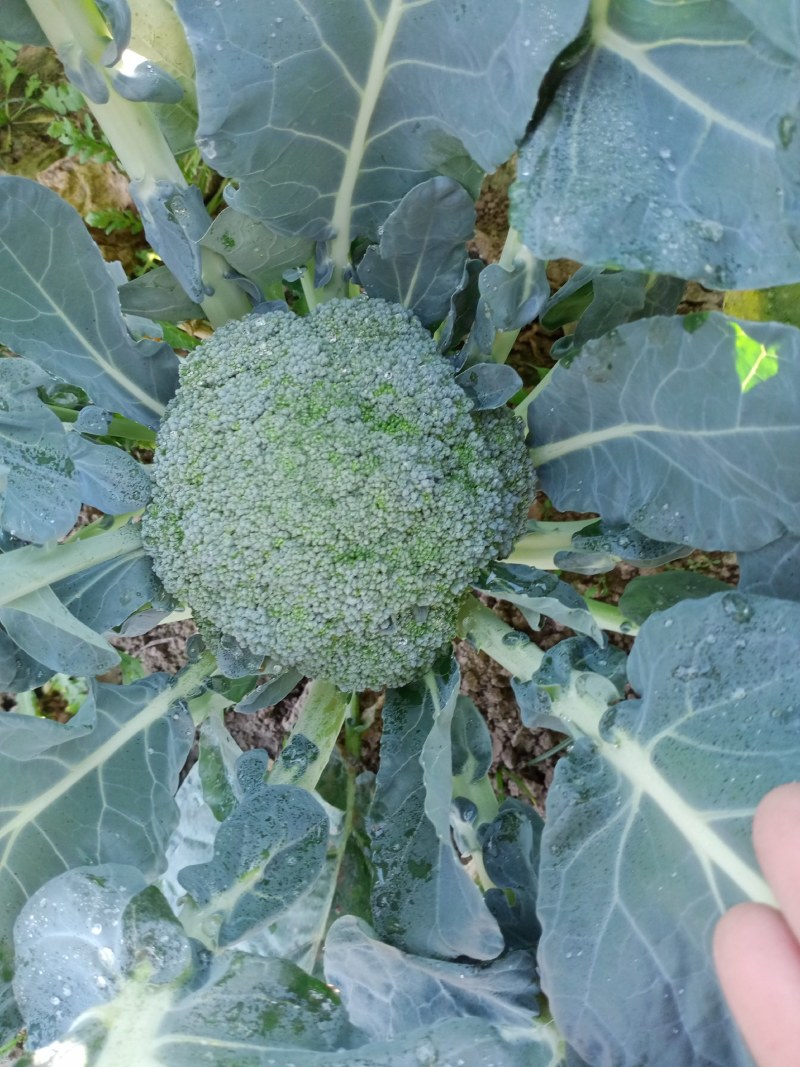 甘蓝菜牛心菜有机花菜和西兰花