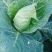 甘蓝菜牛心菜有机花菜和西兰花