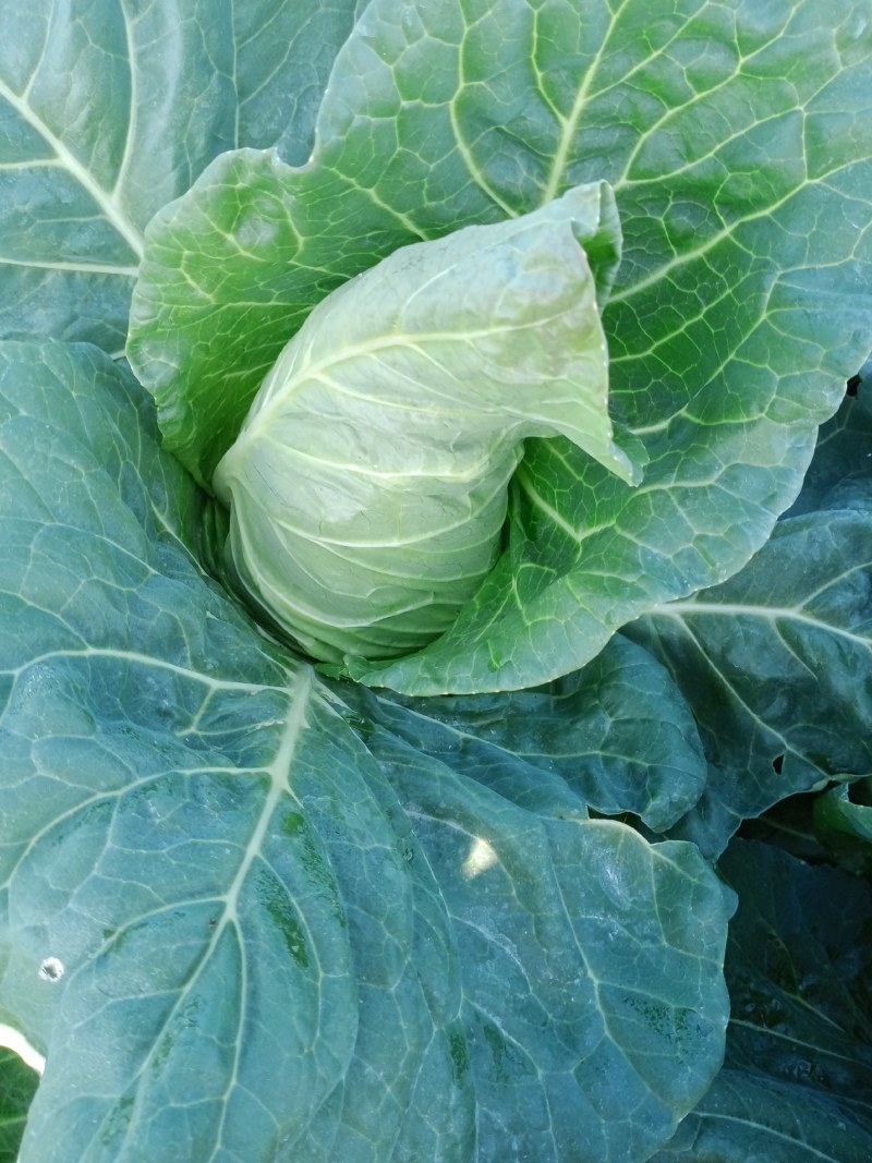 甘蓝菜牛心菜有机花菜和西兰花