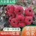 沂蒙山精品山楂，棉球，甜红子五楞，大金星产地直供，