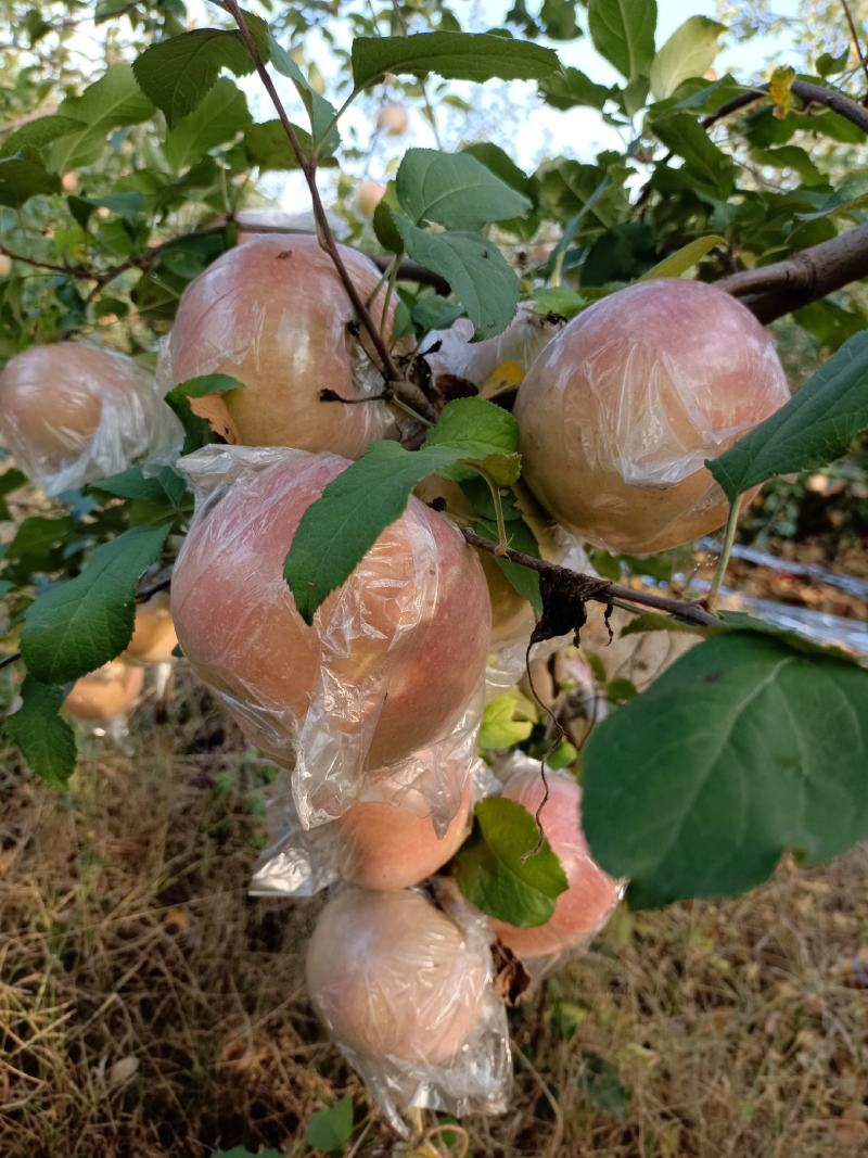 太行高海拔山岗地脆甜红富士苹果，糖分口感没得说！
