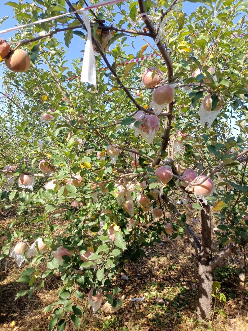 太行高海拔山岗地脆甜红富士苹果，糖分口感没得说！