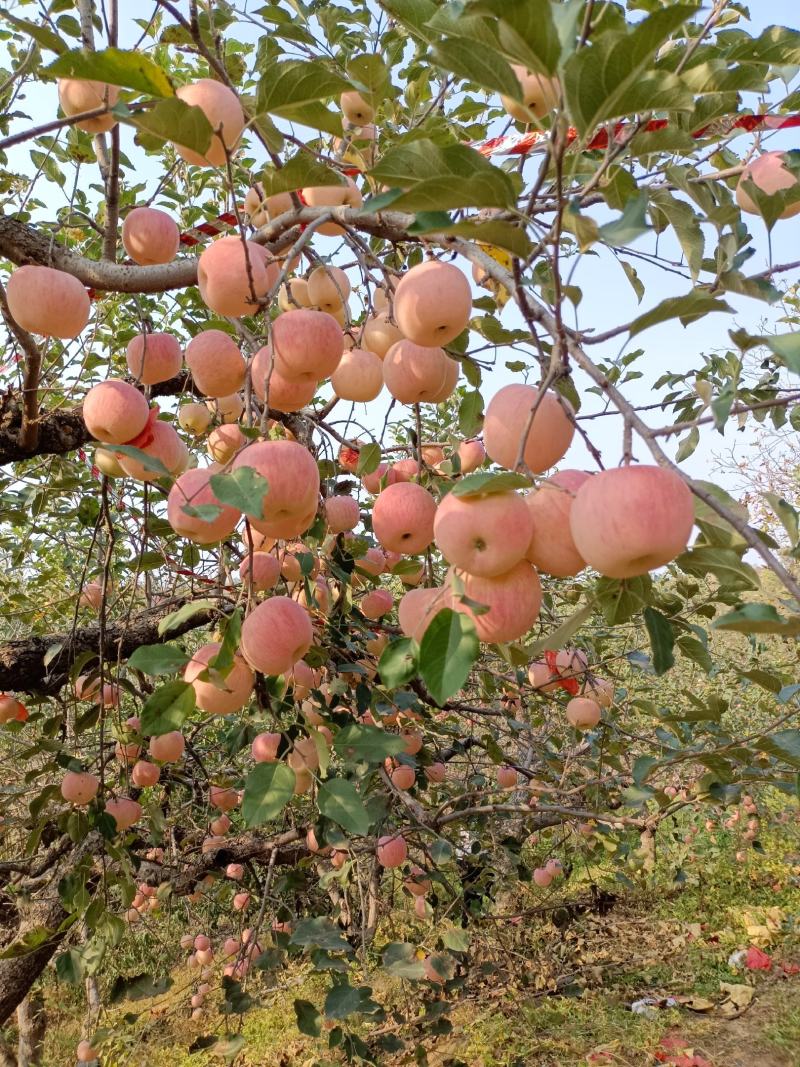 太行高海拔山岗地脆甜红富士苹果，糖分口感没得说！