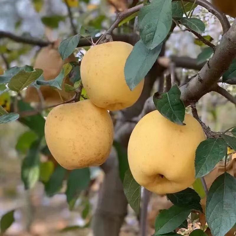维纳斯苹果基地直供口感脆甜多汁含糖量高果香味浓