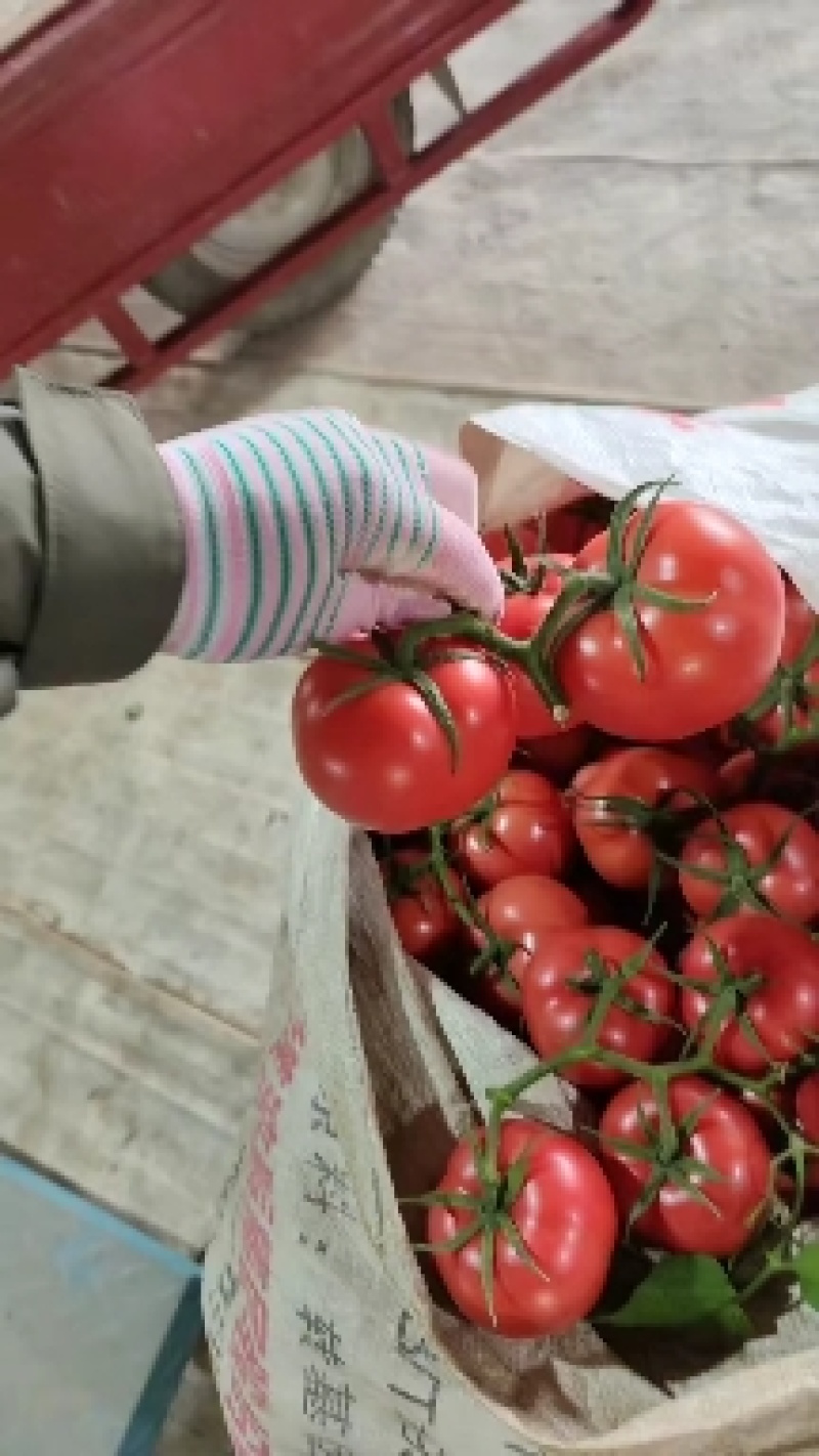 优质暖棚西红柿，硬粉西红柿新茬沙瓤大量上市